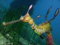 Weedy Seadragon (Phyllopteryx taeniolatus) at Flinders Pier, Victoria. From this angle it looks like it would make a good catapault. ;-) 
